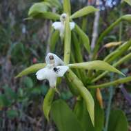 Image of Epidendrum lacustre Lindl.