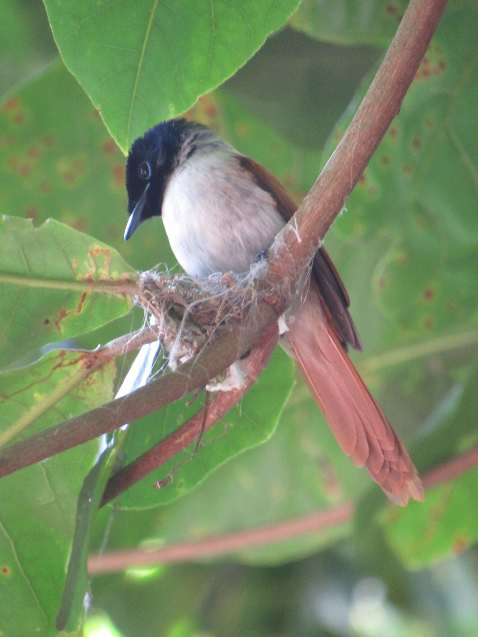 Image of Seychelles Black Paradise Flycatcher