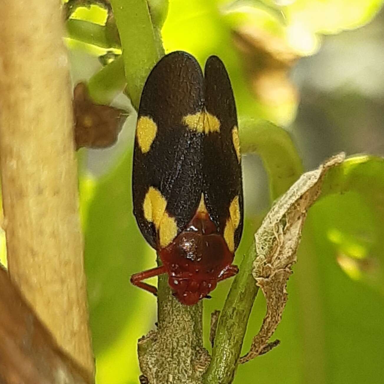 Image of Sphenorhina limbata (Lallemand 1927)