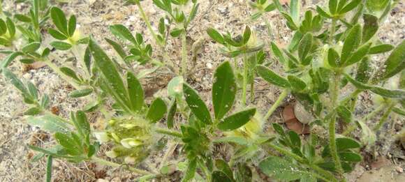 Plancia ëd Anthyllis cornicina L.