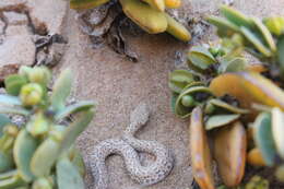 Image of Dwarf Puff Adder