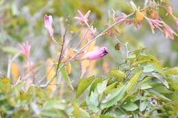 Image of Ipomoea bernoulliana Peter