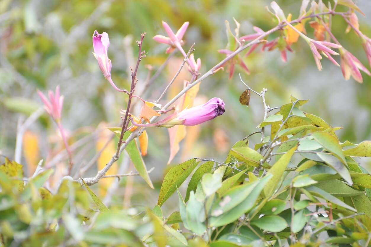 Image of Ipomoea bernoulliana Peter