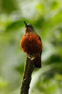 Image of Chestnut-breasted Coronet