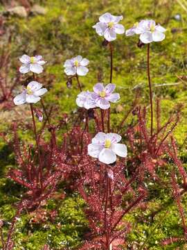 Image de Drosera alba Phill.