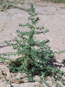 Image of Fivehorn Smotherweed