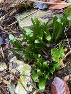 Image de Galanthus woronowii Losinsk.