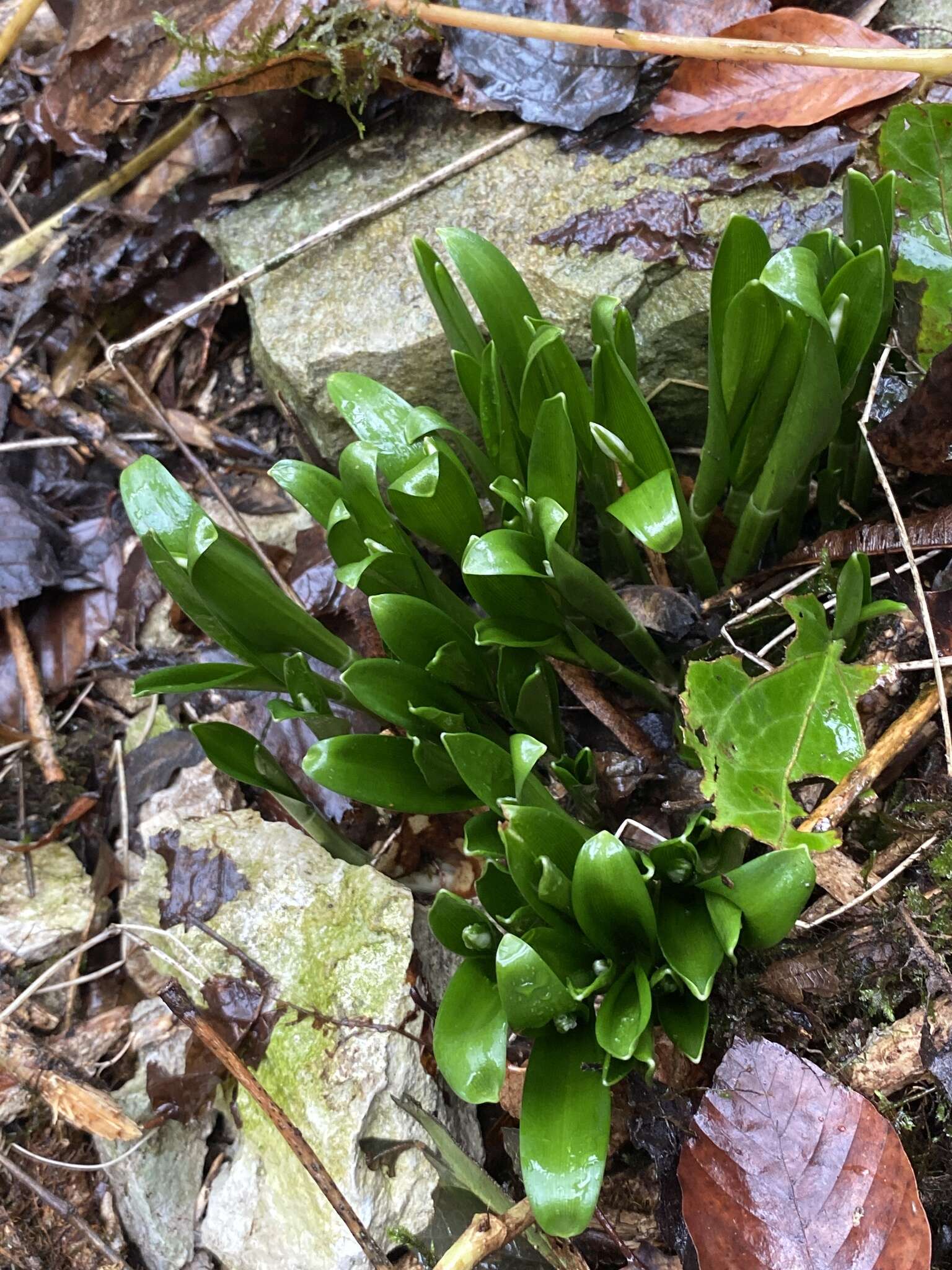 Image de Galanthus woronowii Losinsk.