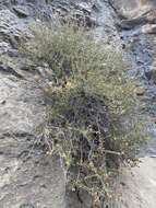 Image of heath cliffrose