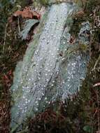 Image of peppermint drop lichen