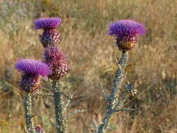 Image of Illyrian cottonthistle