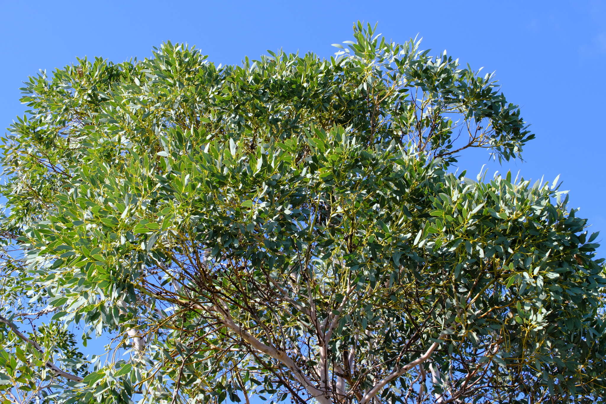 Plancia ëd Eucalyptus drummondii Benth.