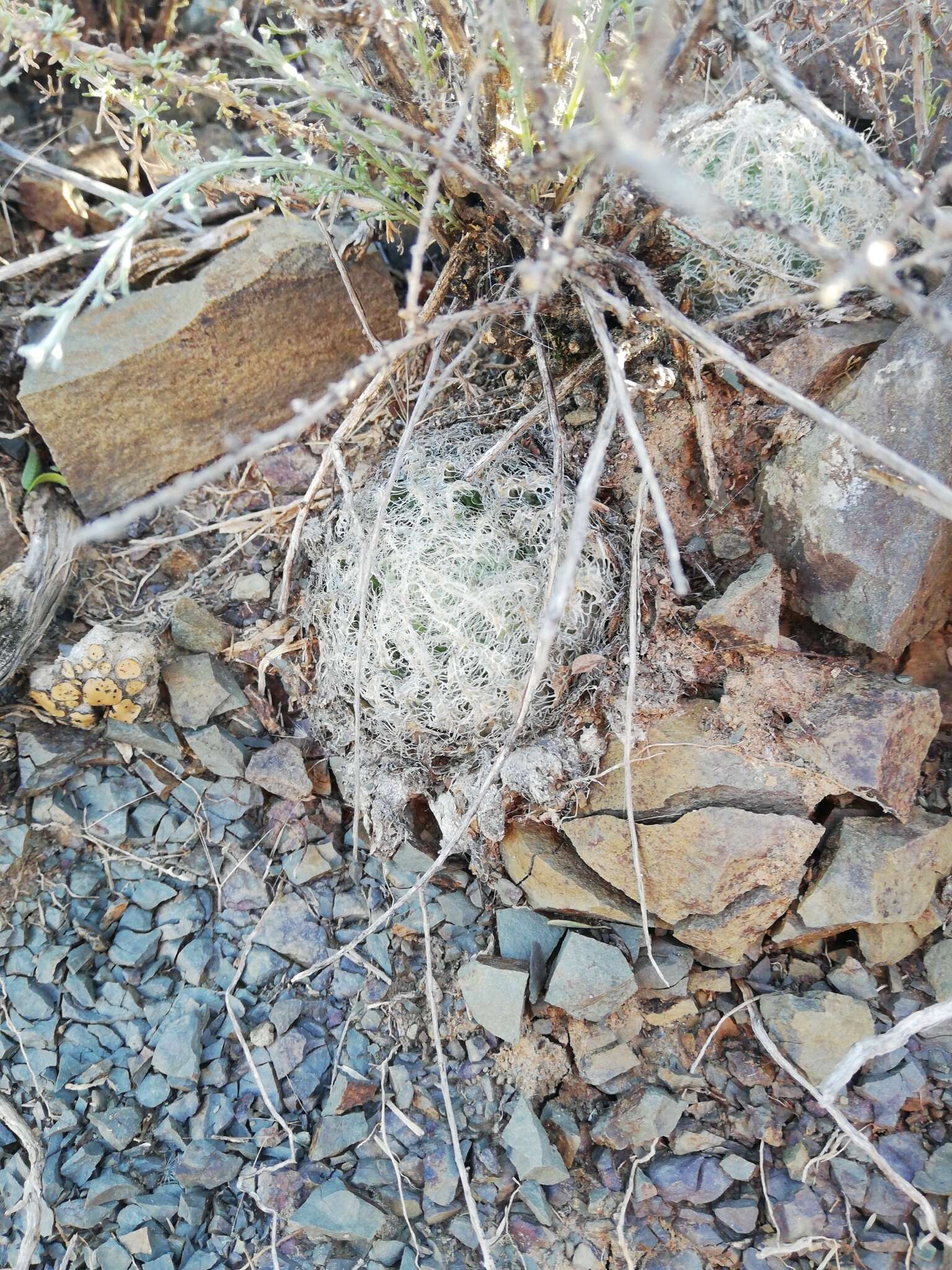 Image of Haworthia bolusii Baker