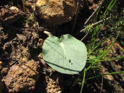 Image of Pelargonium asarifolium (Sweet) G. Don