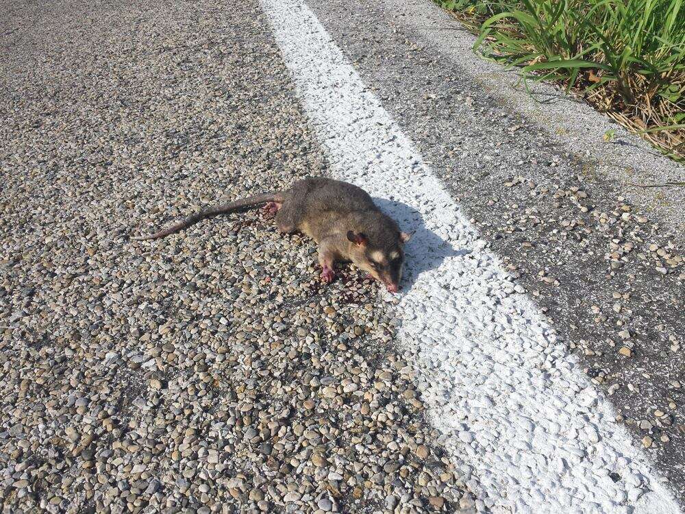 Image of Gray and black four-eyed opossum