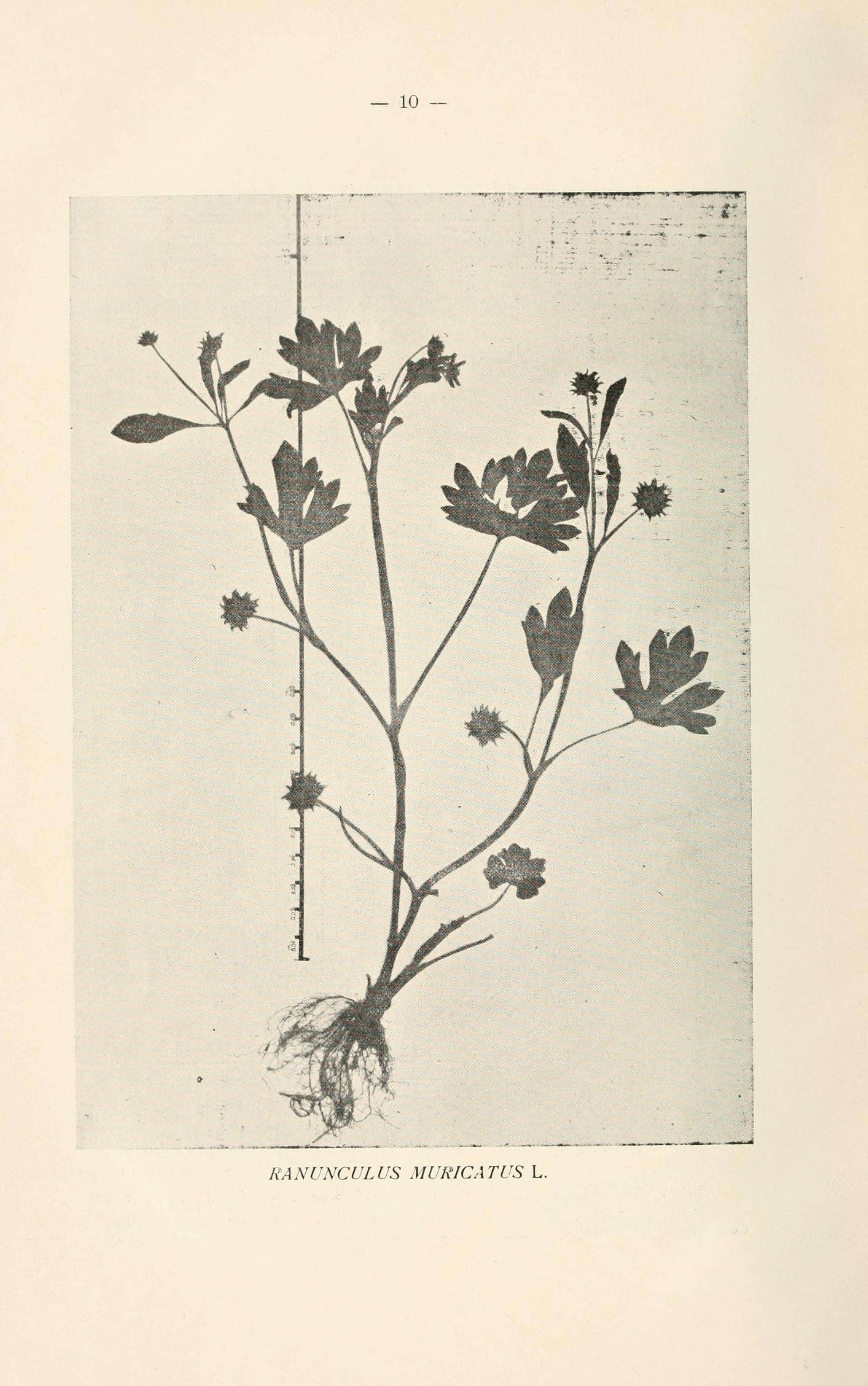 Image de Ranunculus muricatus L.