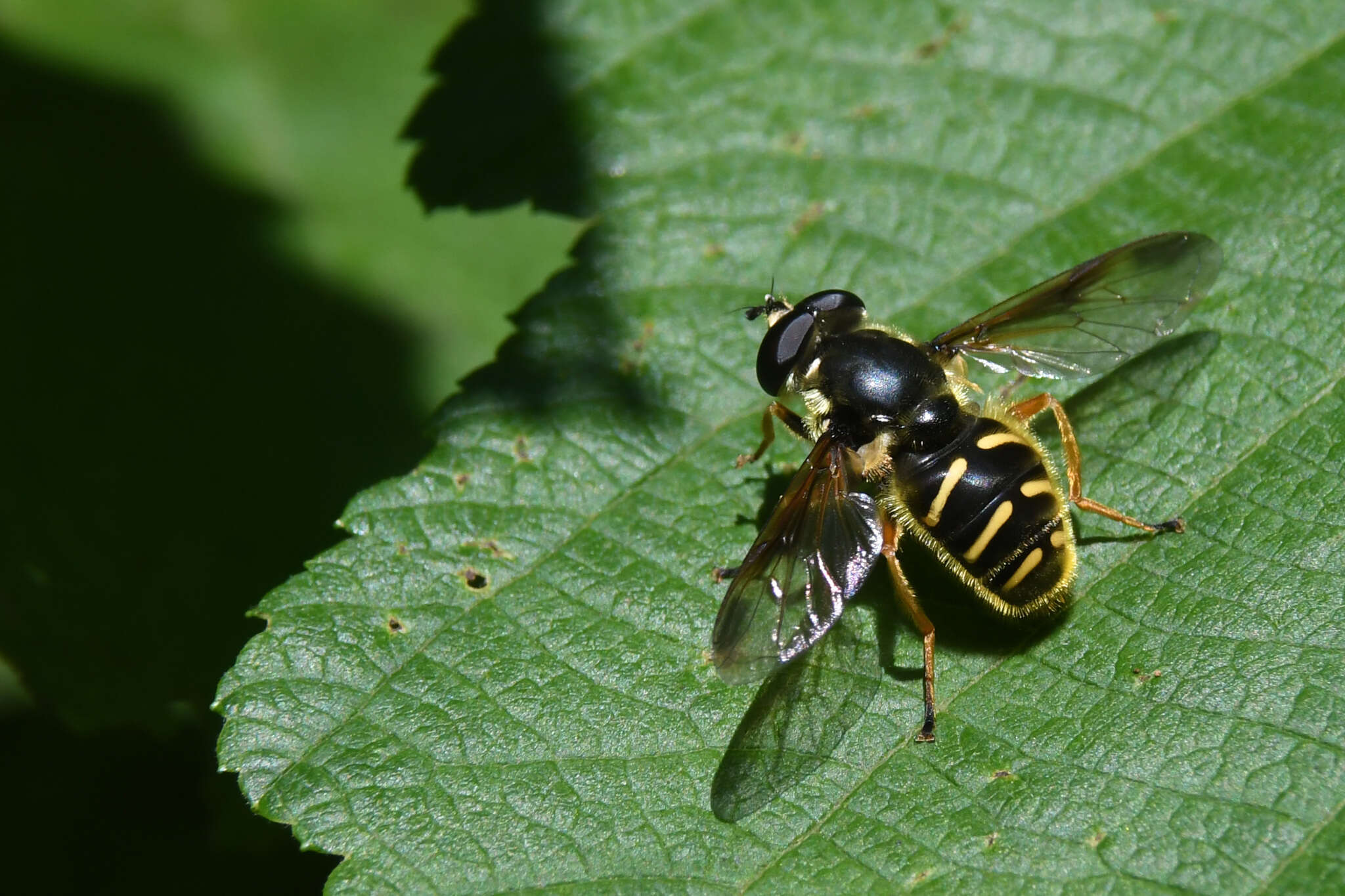 Image of Sericomyia chrysotoxoides Macquart 1842