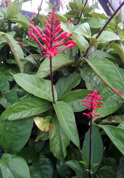 Image of Cardinal's guard flower