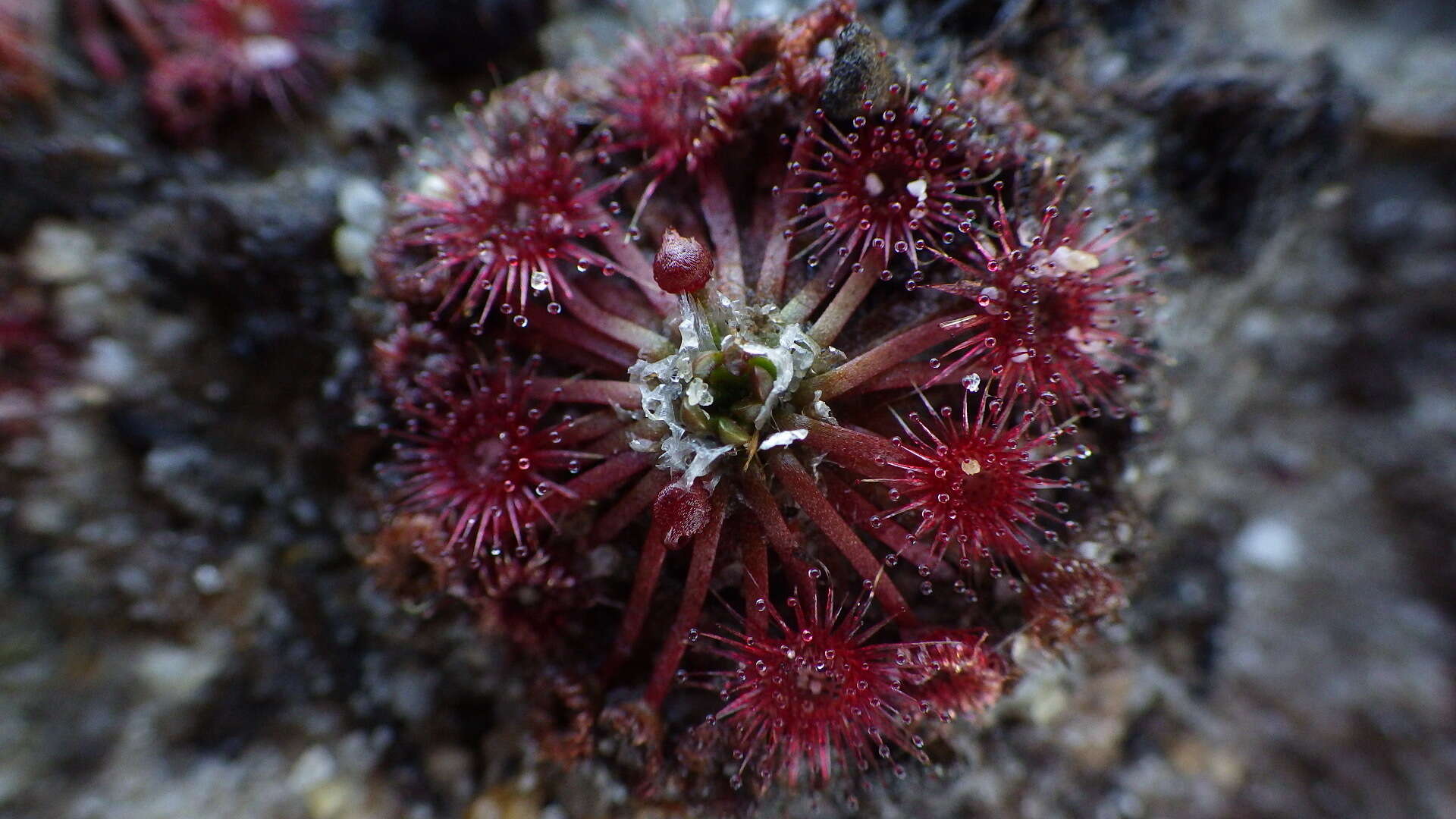 Image of Drosera pygmaea DC.