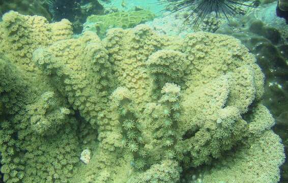 Image of Bowl coral