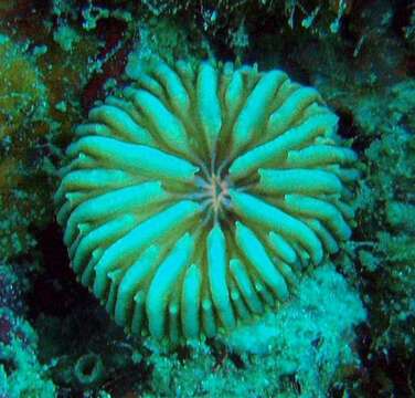 Image of dendrophylliid corals 