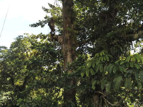 Image de Schefflera sphaerocoma (Benth.) Harms