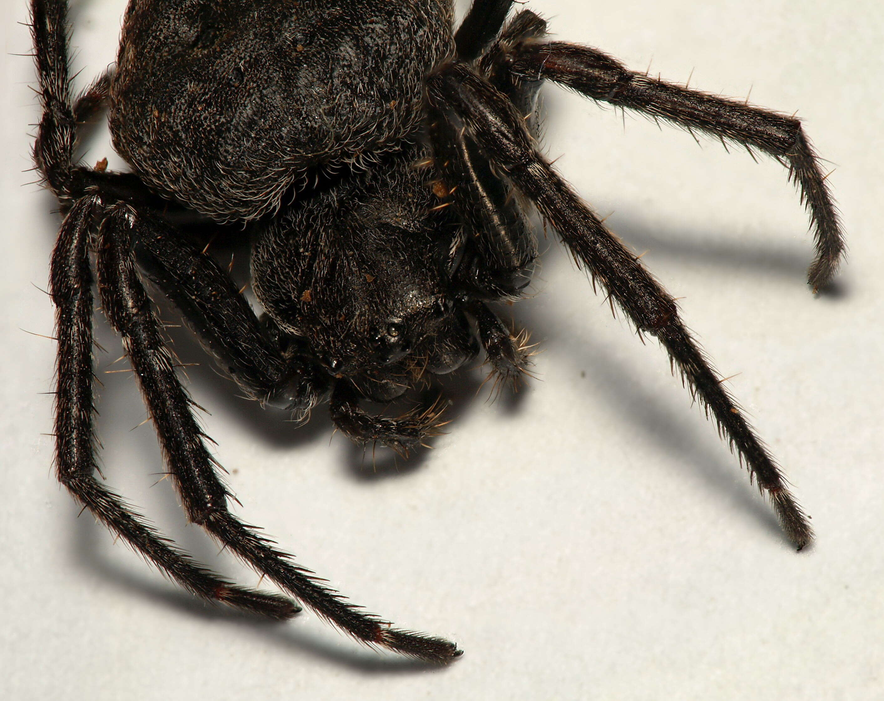 Image of Walnut Orb-Weaver Spider