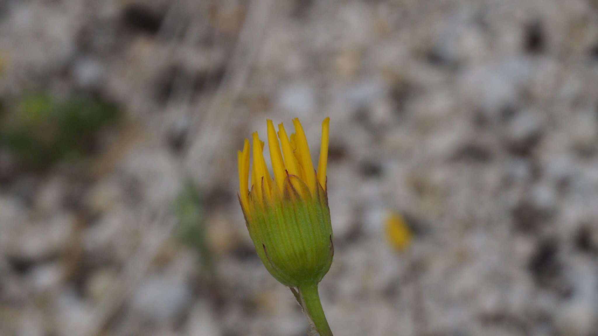 Image of Senecio californicus var. californicus