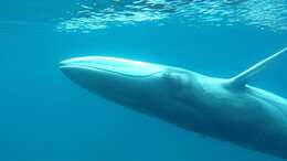 Image of Dwarf fin whale