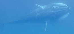 Image of Dwarf fin whale