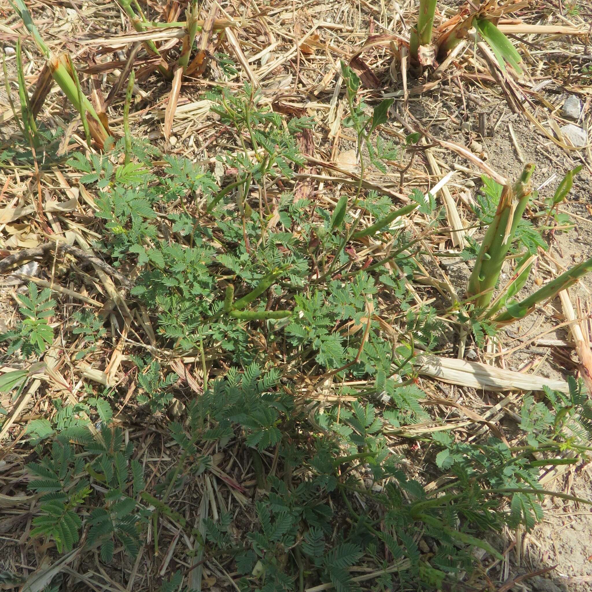 Desmanthus leptolobus Torr. & A. Gray resmi