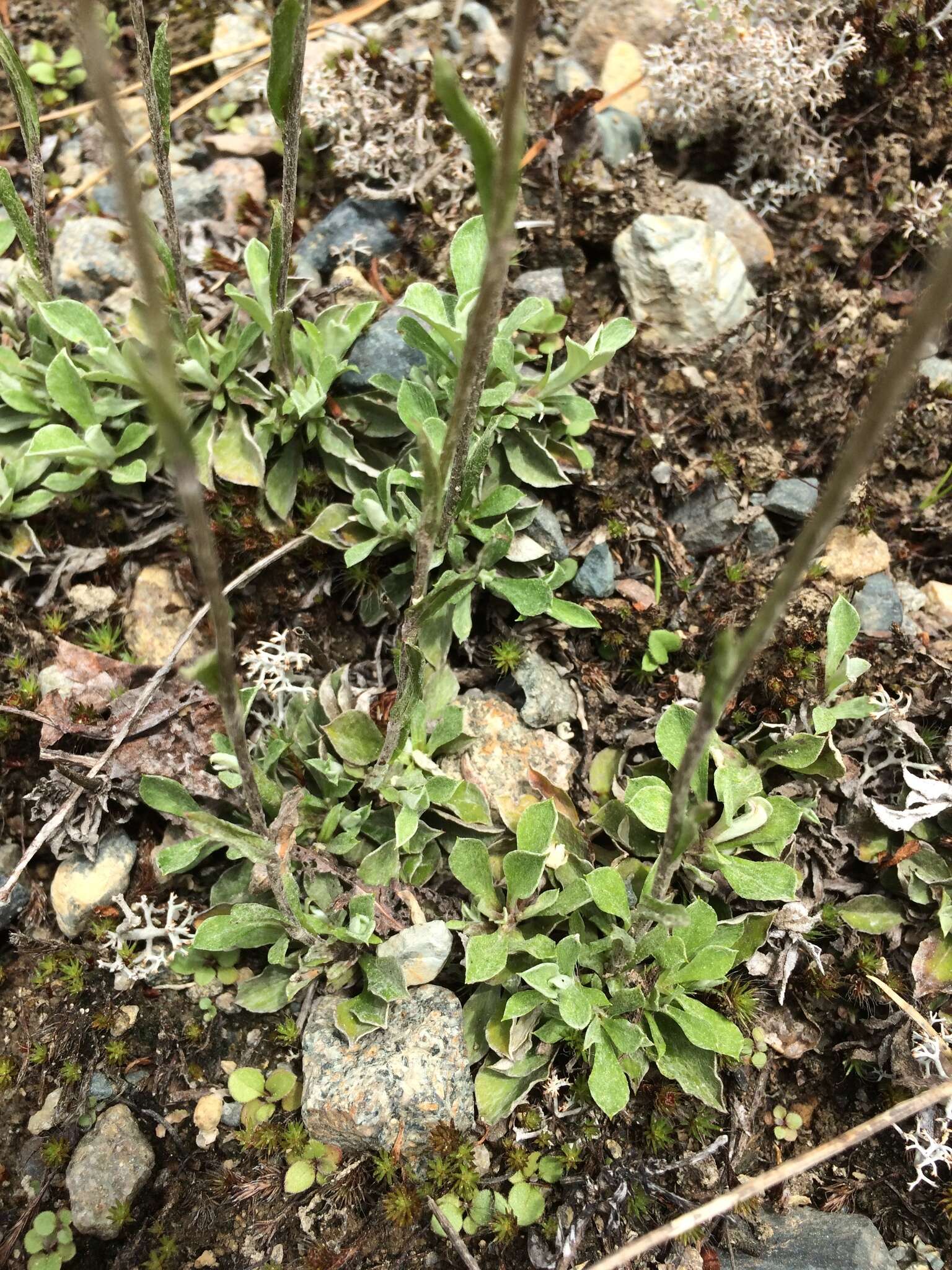 صورة Antennaria howellii subsp. neodioica (Greene) R. J. Bayer