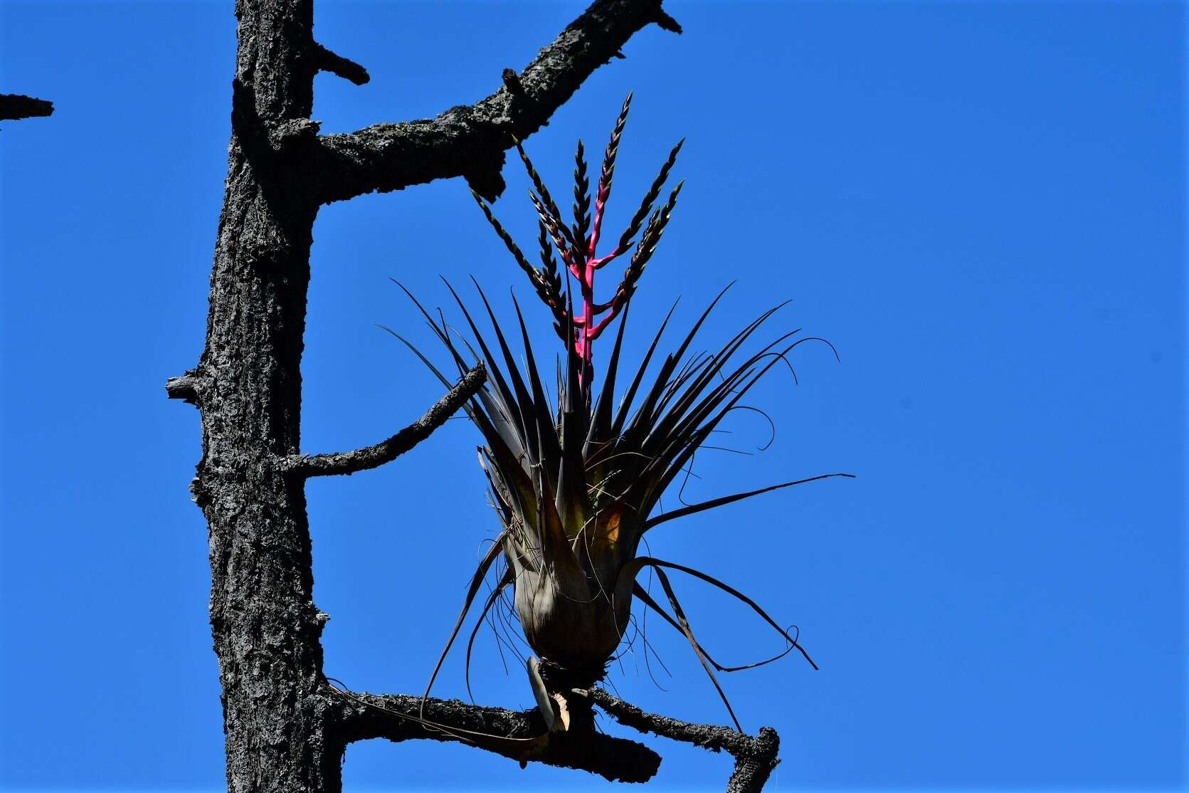 Imagem de Tillandsia comitanensis Ehlers