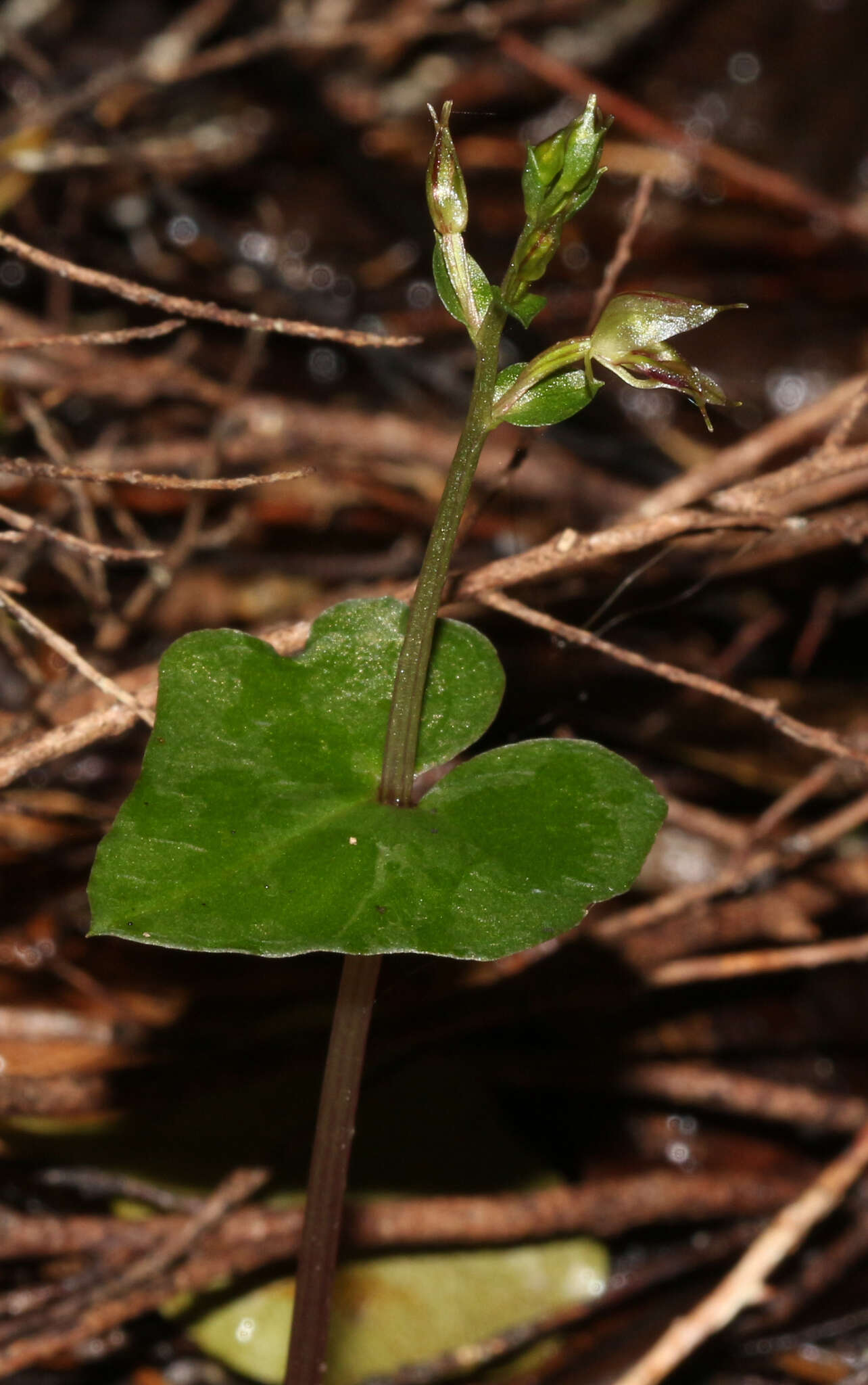 Acianthus sinclairii Hook. fil.的圖片