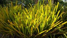 Image of Bromeliad