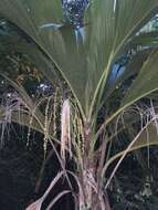 Image of Thief Palm
