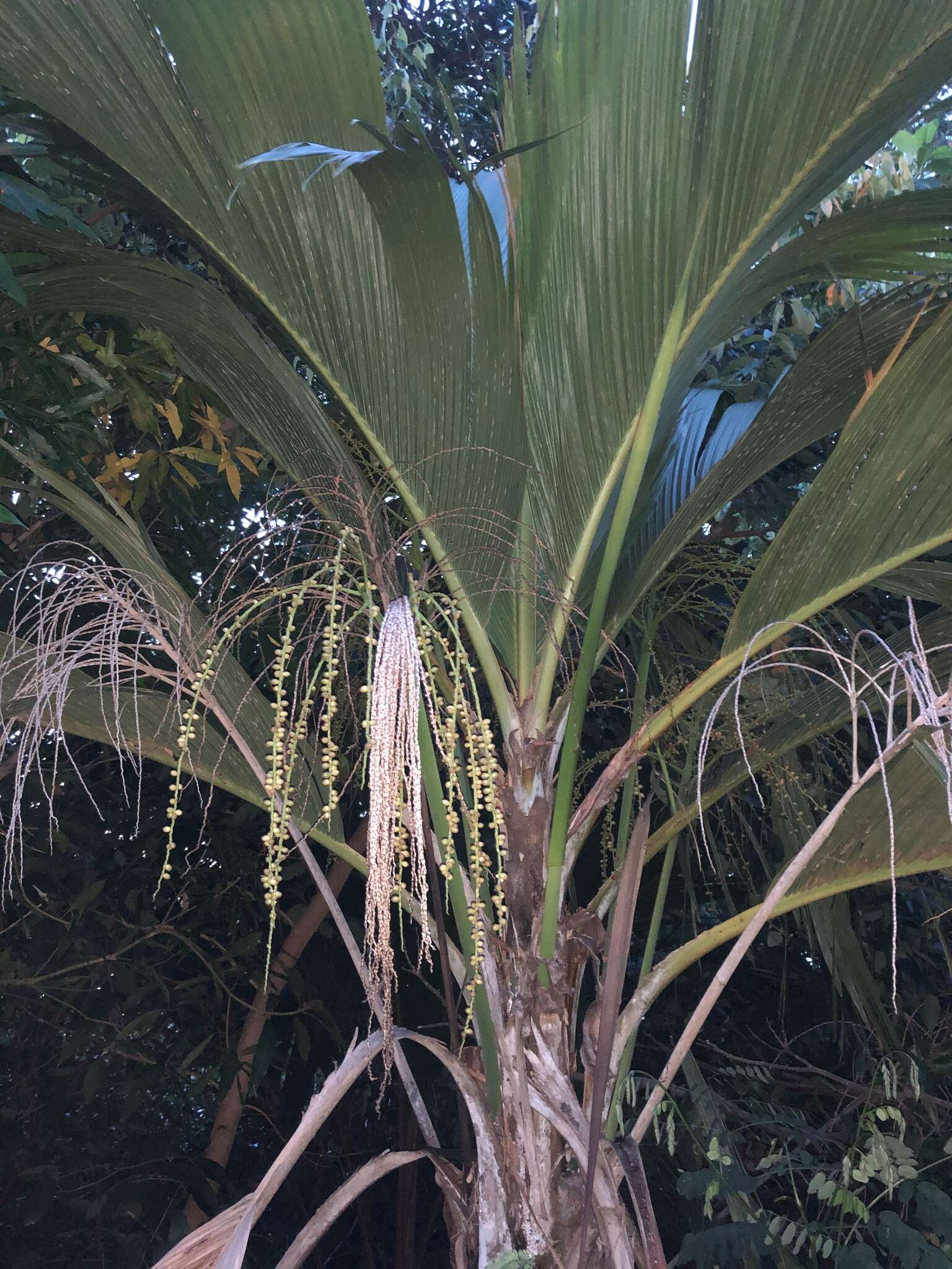 Image of Thief Palm