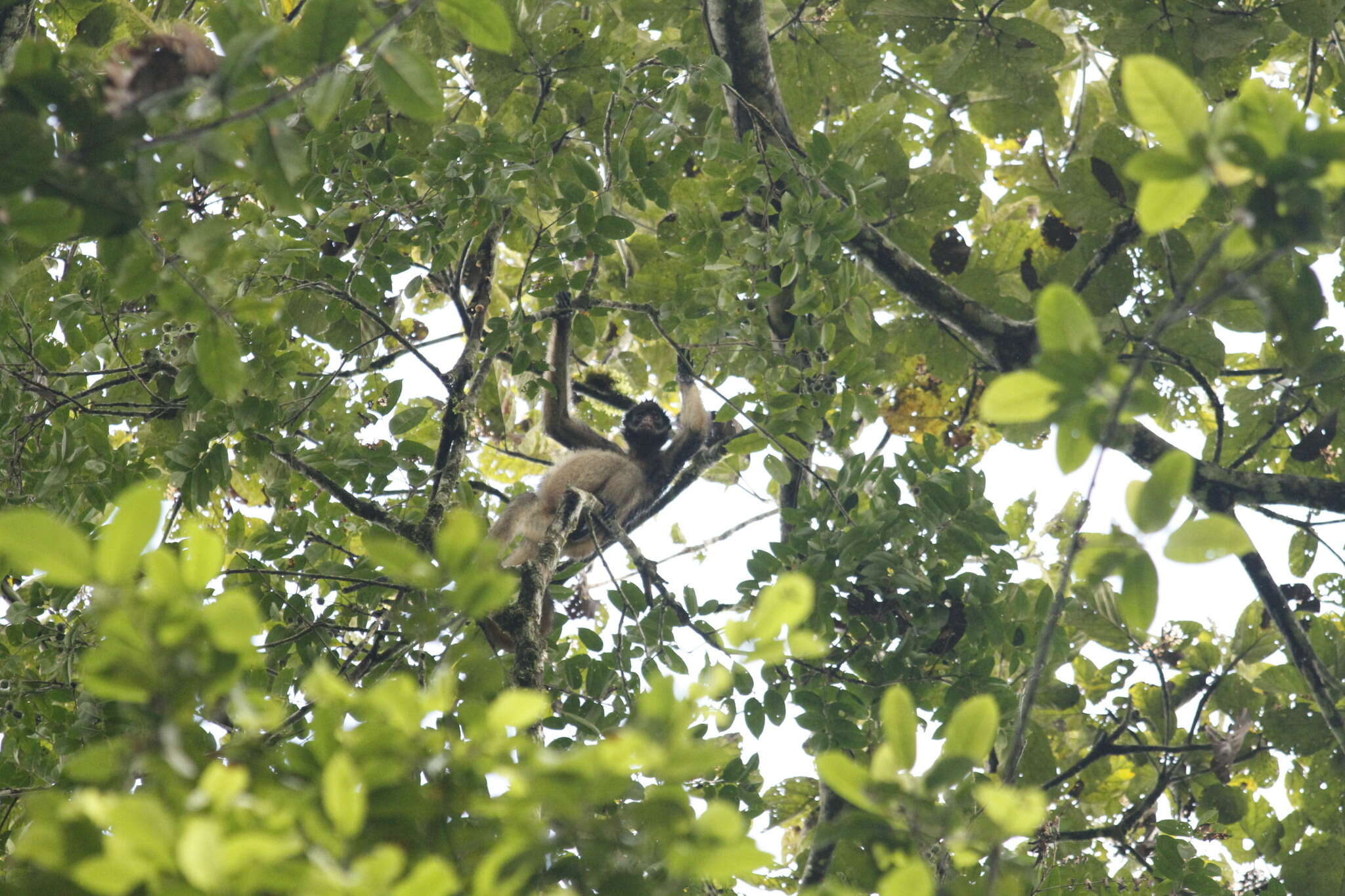 Image of Long-haired Spider Monkey