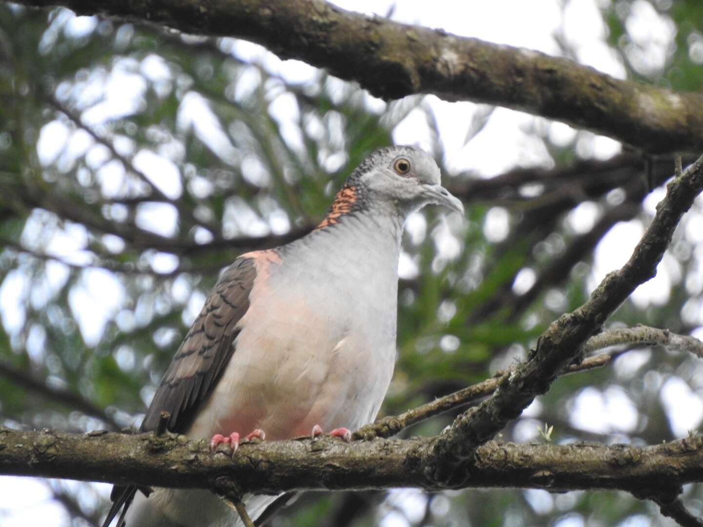 Image of Bar-shouldered Dove