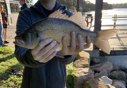 Image of Australian bass