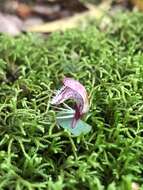 Image of Corybas taiwanensis T. P. Lin & S. Y. Leu