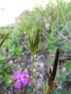 Image of Dianthus viscidus Bory & Chaub.