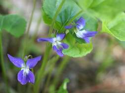 Image of <i>Viola <i>sororia</i></i> var. sororia