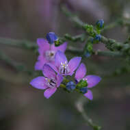 صورة Cyanothamnus coerulescens subsp. coerulescens