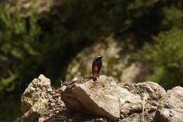 Image of White-capped Redstart