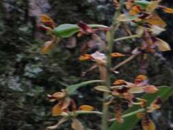 Image of Prosthechea sceptra (Lindl.) W. E. Higgins