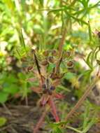 Image of cut-leaved cranesbill