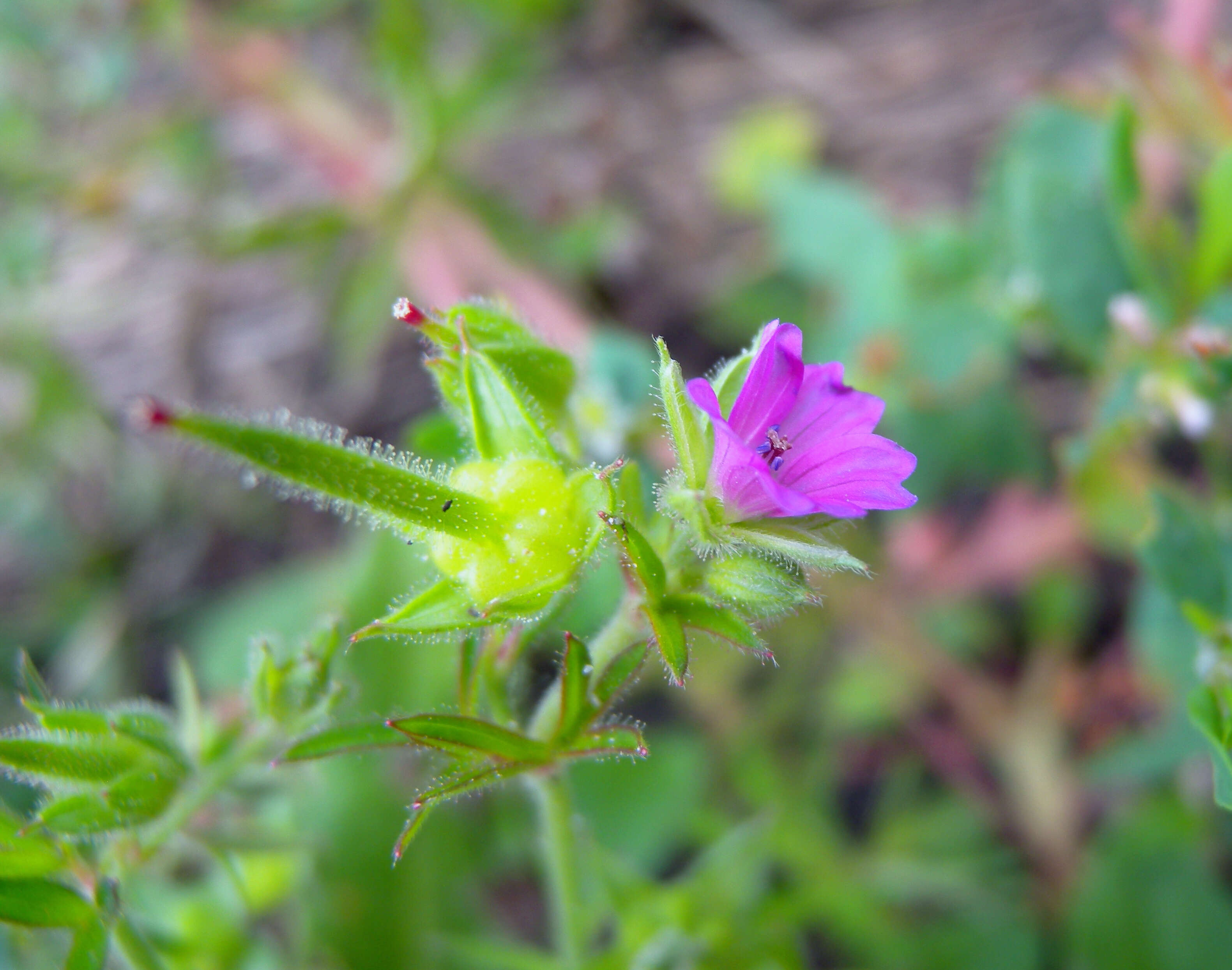 Plancia ëd Geranium dissectum L.