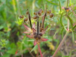 Image of cut-leaved cranesbill