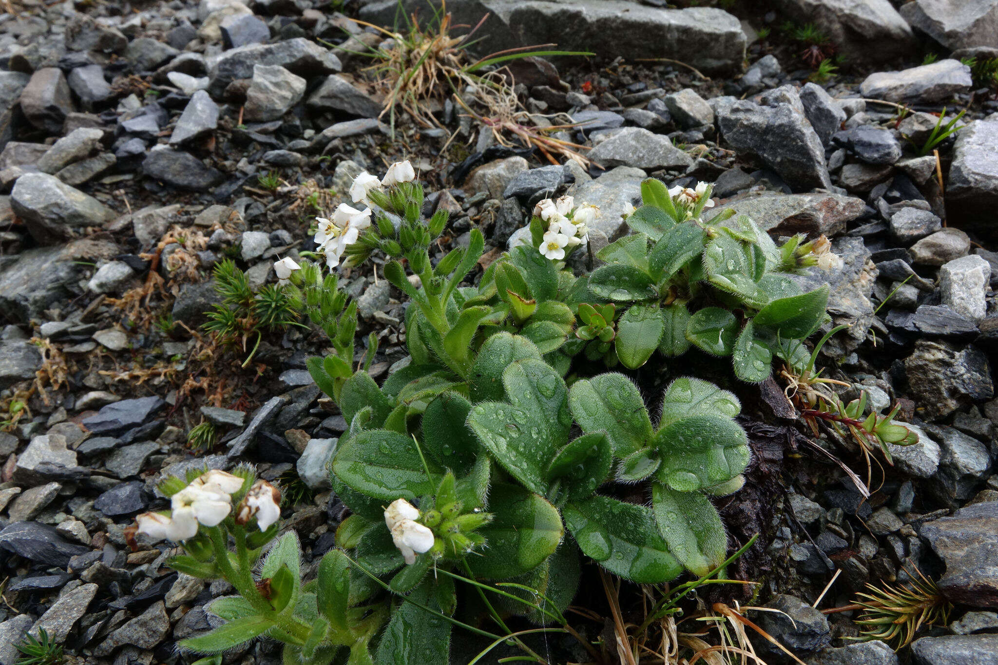 Image of Myosotis suavis Petrie